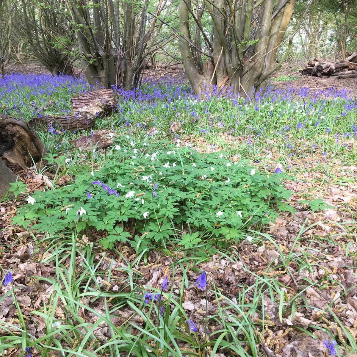 Dr Sue Davies tweet media