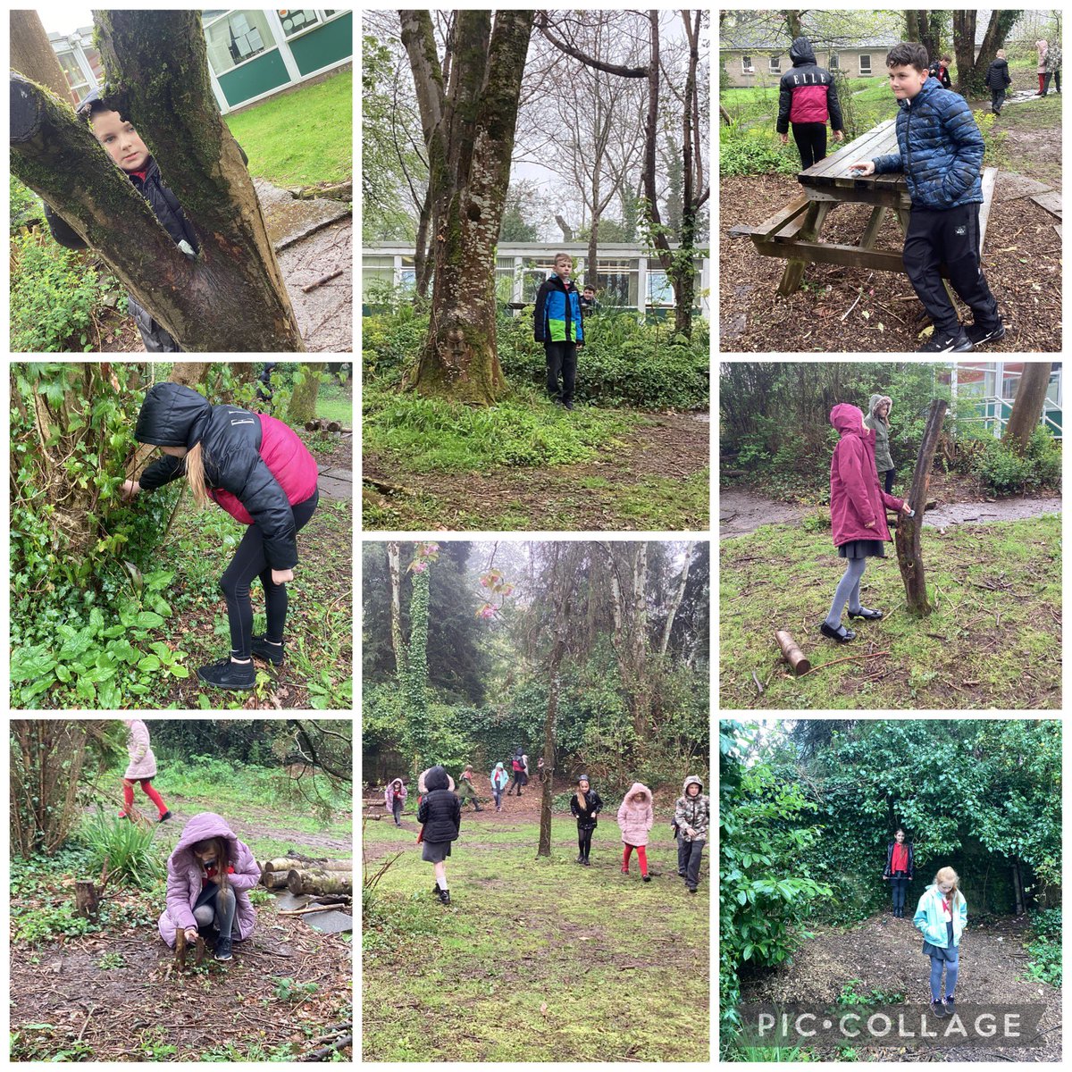 millbrookYr4's tweet photo. Having fun finding hiding places for our rocks ready for Oak Class to find them tomorrow. Remembering not to disturb the environment too much @MillbrookP 
Have fun tomorrow Dosbarth Oak 🕵️‍♀️ https://t.co/KkD3oMG6Bg