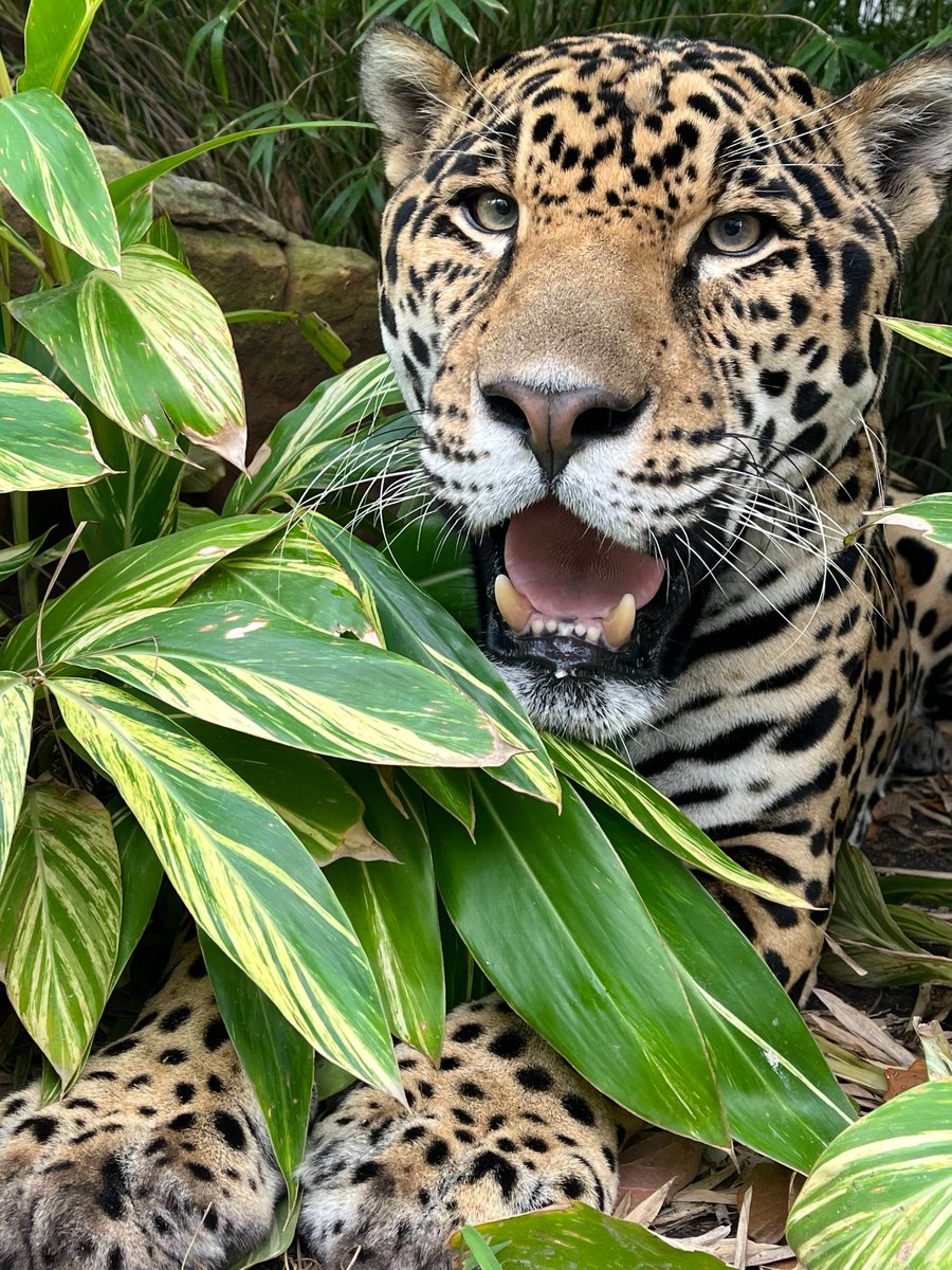 houstonzoo's tweet photo. Happy 9th birthday to our male jaguar, Tesoro! Stop by to visit him inside of our South America’s Pantanal exhibit. You can tell him apart from our female jaguar Vida by his bolder, darker colors on his coat and broader, square face.  

📸: Carnivore Team https://t.co/kNJXre6RfN