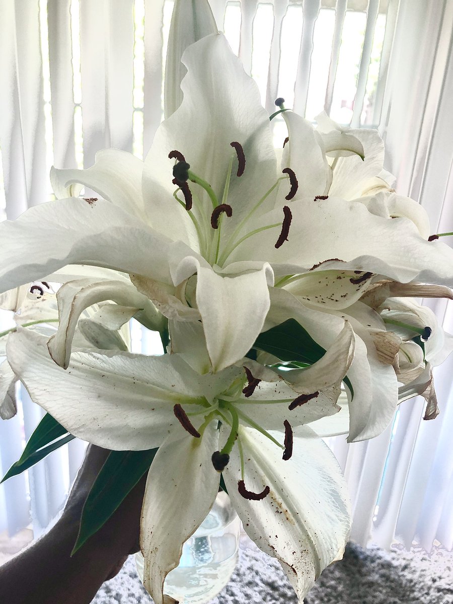 smithbeyco's tweet photo. Flower Power. “From the ordinary to the extraordinary, we have it all" https://t.co/eoK5Kl7q4x