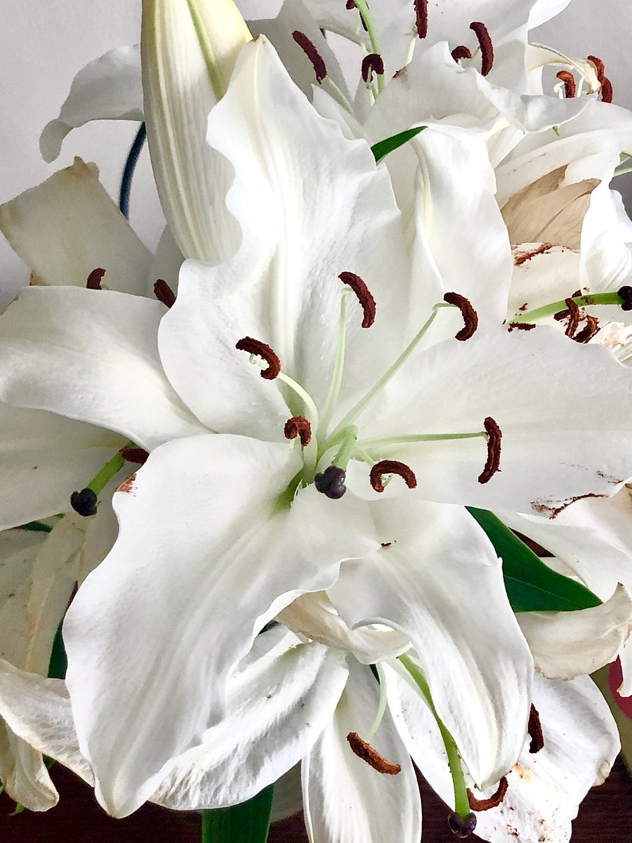 smithbeyco's tweet photo. Flower Power. “From the ordinary to the extraordinary, we have it all" https://t.co/eoK5Kl7q4x