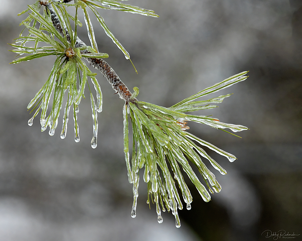 RichardsDebby's tweet photo. New artwork for sale! - "Frozen Pine" - https://t.co/JFQlWSUi67 @fineartamerica https://t.co/gy1j7yd5b6