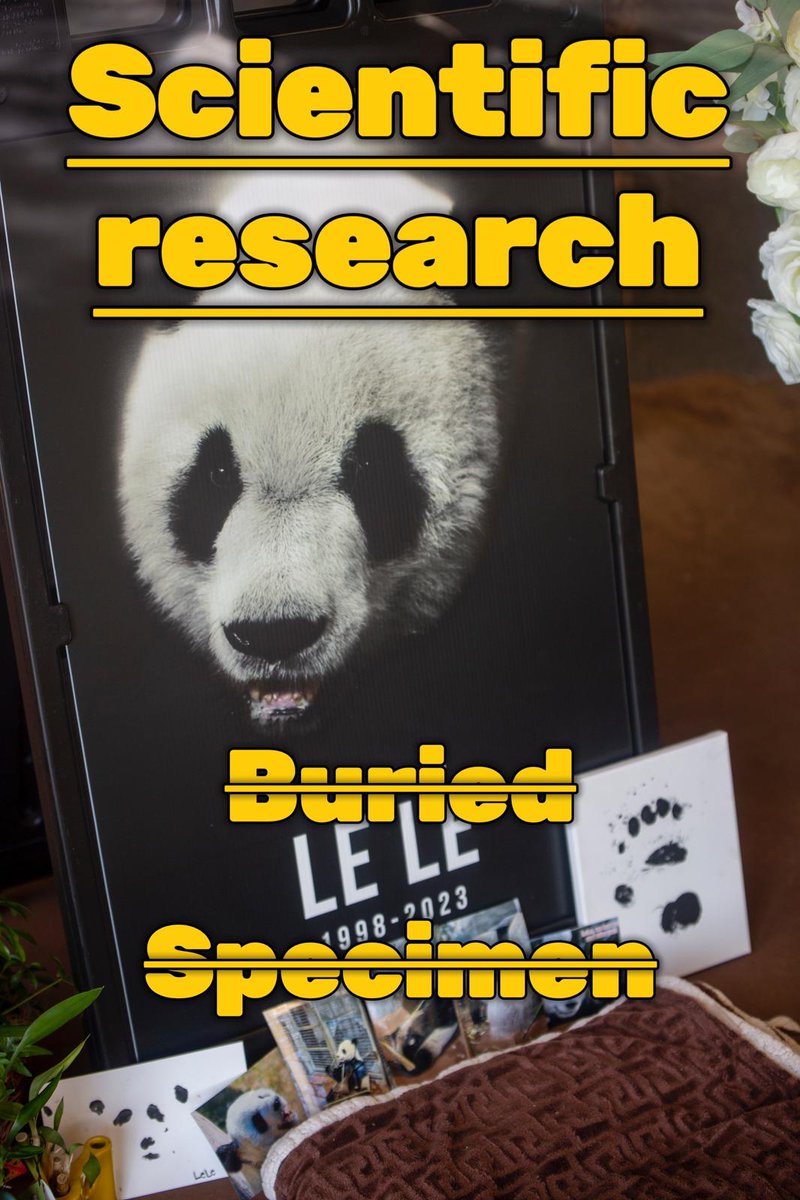 PandaVoicesOrg's tweet photo. CAZG just announced that LeLe’s body will be used for scientific research! Unacceptable! Our LeLe deserves to be buried with tributes and respect! LeLe suffered for 2 decades at Memphis Zoo, yet he won't rest in peace. Pls, Shanghai Zoo, do not let this happen! #justiceforlele https://t.co/4WofT8DyiX