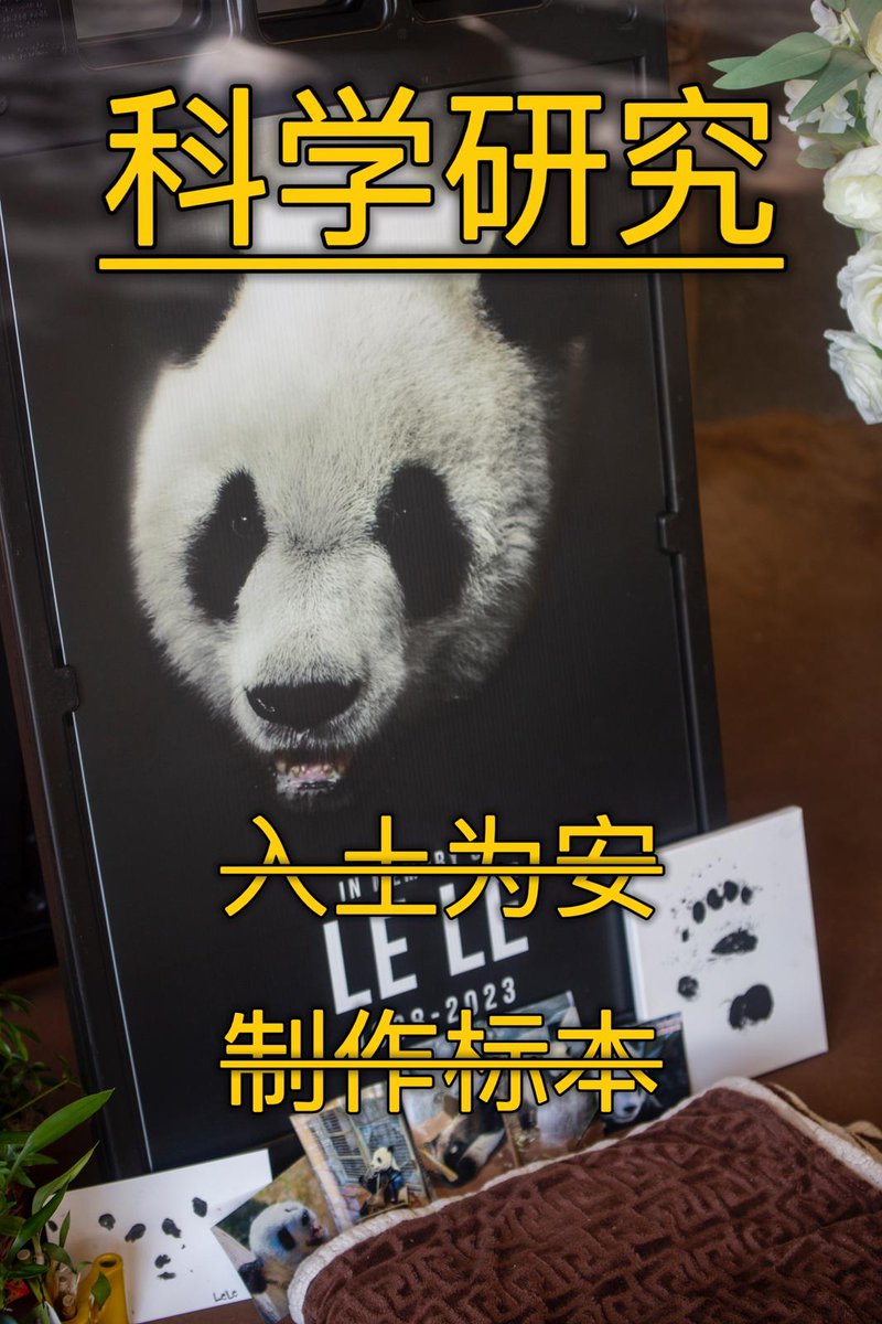 PandaVoicesOrg's tweet photo. CAZG just announced that LeLe’s body will be used for scientific research! Unacceptable! Our LeLe deserves to be buried with tributes and respect! LeLe suffered for 2 decades at Memphis Zoo, yet he won't rest in peace. Pls, Shanghai Zoo, do not let this happen! #justiceforlele https://t.co/4WofT8DyiX