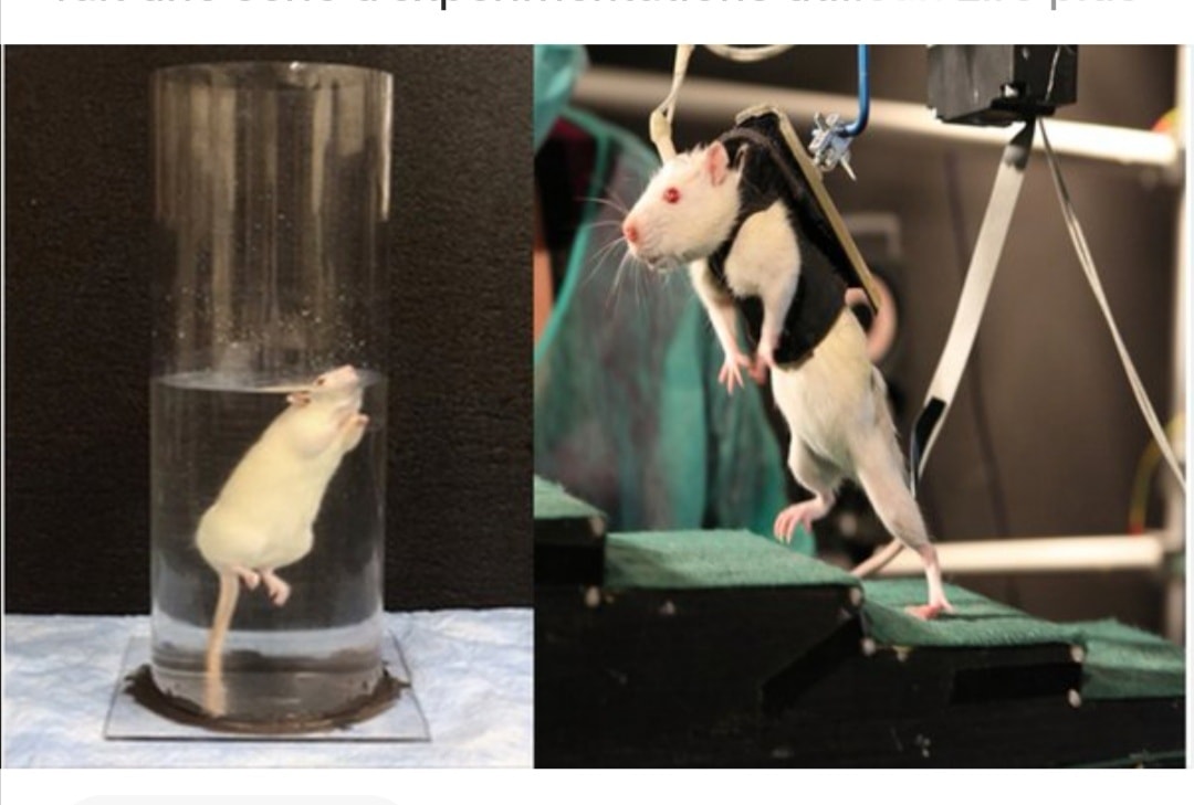 LeContempIateur's tweet photo. Dans les années 1950, à Harvard le docteur Curt Richter avec l'aide de l'université John Hopkins a fait une série d'expérimentations utilisant de l'eau, des sceaux ainsi que des rats, ce qui a mené a une découverte choquante.

Expérience une : Richter a mit des rats dans des gros seaux, à moitié rempli avec de l'eau. Même en étant de bons nageurs - les rats abandonnent et coulent après en moyenne 15 minutes.

Expérience 2 : Mais dans l'expérience 2, le docteur a fait quelque chose de différent. Juste avant que les rats n'abandonnent à cause de la fatigue et de l'épuisement les chercheurs les sortaient, les séchaient et les laissaient se reposer quelques minutes.

Et puis ils les ont remis à l'eau une seconde fois. Dans ce deuxième essaie selon vous combien de temps les rats ont nagé

D'autres 15 minutes

10 minutes

5 minutes ?

Non !

60 heures !

C'est vrai ! 60 heures de nages.

Parce que les rats CROYAIENT qu'ils finiraient pas être sauvés, ils ont donc utilisé toute leur énergie disponible pour repousser la mort.

Voilà un exemple très concret de ce que l'espoir et le mental peuvent accomplir !

"L'espoir voit la lumière bien qu'elle soit entourée par les ténèbres"

Je vais vous laisser avec cette pensée : Si l'espoir peut pousser des rats frustrés a nager pendant 60 heures d'affilées, qu'est-ce qu'une croyance en vous même et en vos capacité pourrait vous amener à faire ?