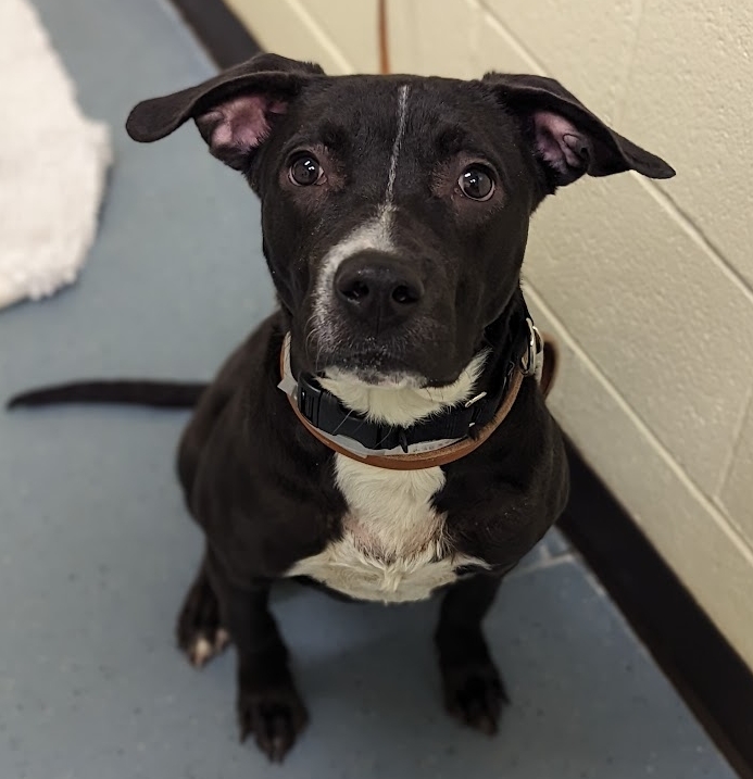 We're shining a light on Cesar! He came in as a stray on March 18. So he's been here for more than 5 weeks. He's sweet, wiggly, &amp; acts like a puppy. He loves to play and romp around! He has met other dogs here and seemed a little worried (but was polite).
petharbor.com/pet.asp?uaid=D…