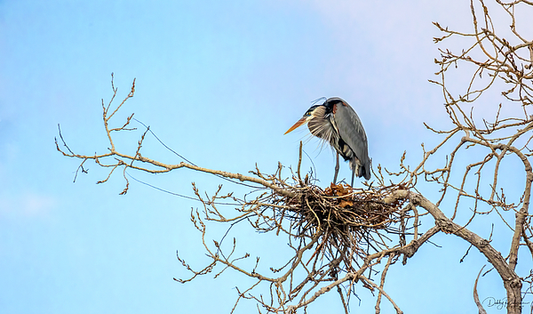 RichardsDebby's tweet photo. New artwork for sale! - "Great Blue on the Nest" - https://t.co/GFNHvhO4XK @fineartamerica https://t.co/TVd4wGHM2h
