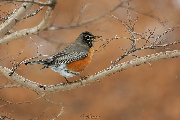 RichardsDebby's tweet photo. New artwork for sale! - "Robin in Winter" - https://t.co/8HmSsS1S9o @fineartamerica https://t.co/DwGBDDLxd6