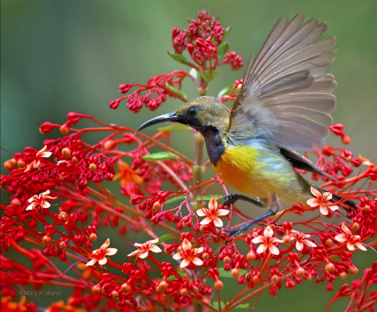 🌼🐦
𝟚𝟛₀₄𝟐𝟕

🐦🌹🌹🐦
Me siento en el jardín y contemplo las estrellas, y las rosas que me rodean. Y agradezco a la vida por este momento de paz y por la belleza que me regala cada día.
*Noah Johnson