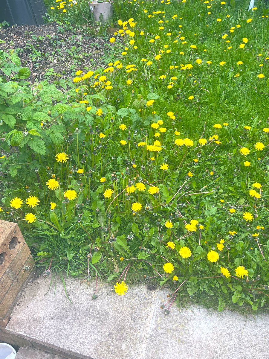 Reminder to NOT cut your lawns at this time of year 

And especially not your dandelions! 🌼

They are a key snacc for pollinators as they wake up from their long sleeps 🐝