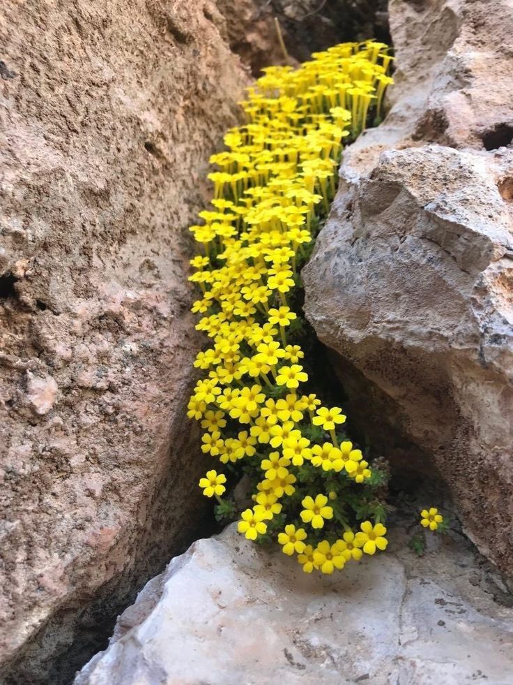 İki taşın arasında çiçek açtıran Allah, elbette senin yaralı kalbinde de çiçekler açtırır..