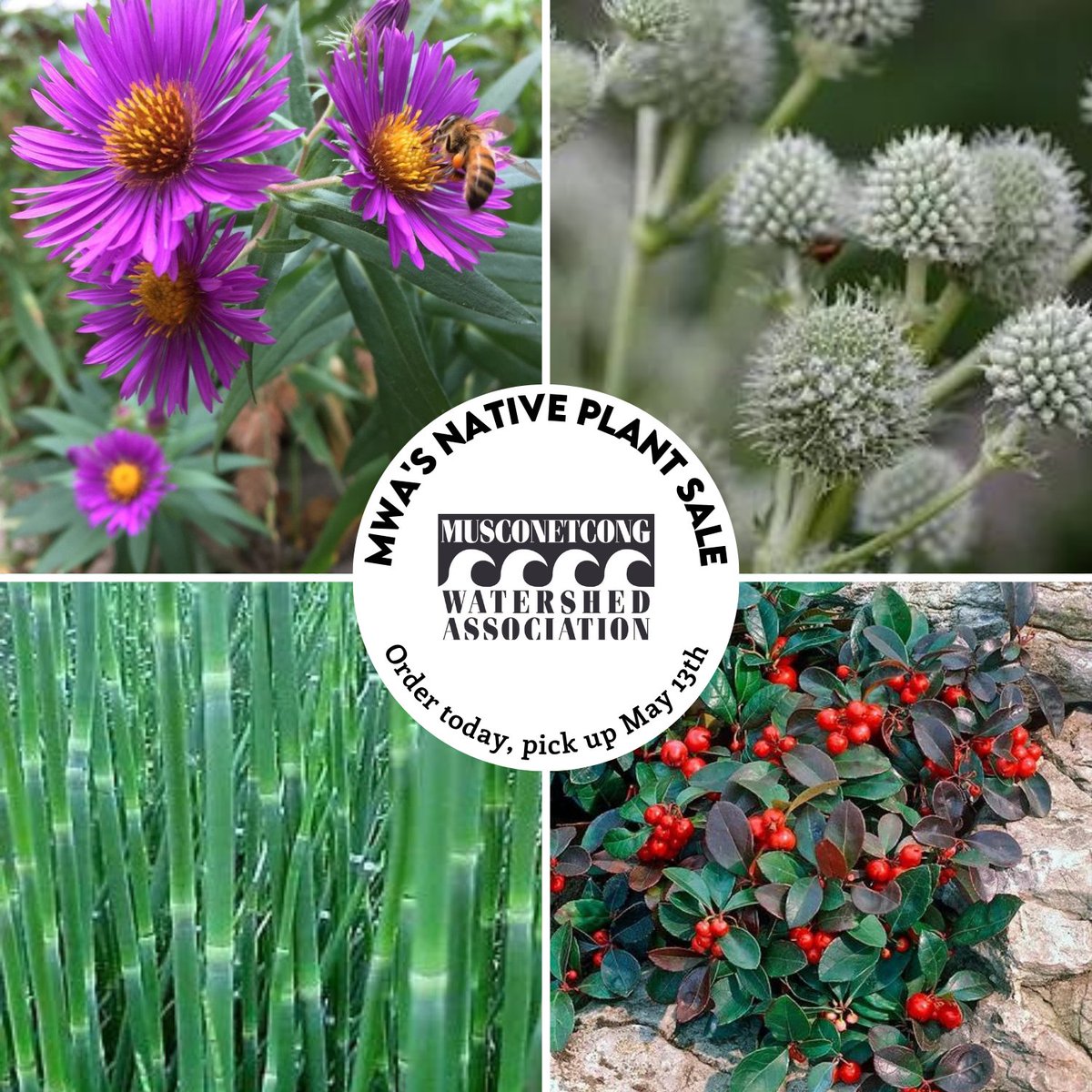 MuskyWatershed's tweet photo. MWA's Native Plant Sale is on. Buy your plants online now and pick them up on May 13, from 9-2.

Each purchase supports MWA's ongoing programs, including education and outreach, stream-side plantings, and water quality monitoring. https://t.co/FRKwWq0Eve https://t.co/XmO5WjwQ6V