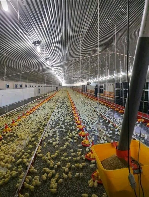 Modern Agriculture Updates on Twitter "With poultry farming, you can