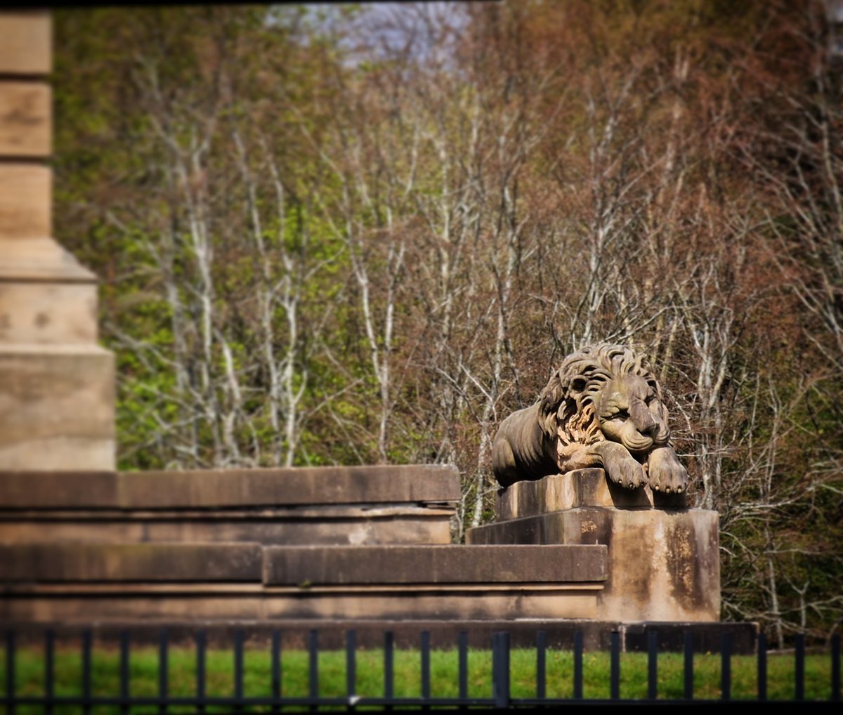 One lion basking in the sunshine.... @VisitScotland @VsitLanarkshire @ScotsMagazine #hamilton #lion #sculpture #scotland #scotspirit