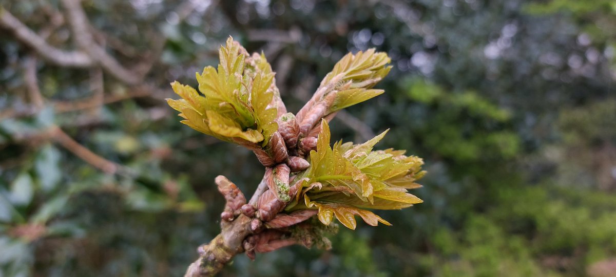 Are the Oak flushing early this year? #nativewoodland #Oak