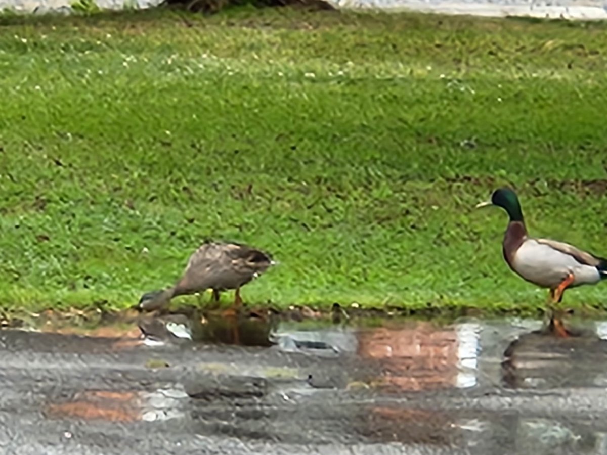 HistBathSiteNC's tweet photo. We had some ducks decide to stop by and visit this rainy day!
#bathnc #historicbathnc #nchistoricsites #historicbath_nc #nchistoricbath #firsttownnc #bath #visitnc #firsttown #ducks #ducks #duckseason https://t.co/HcNtPBUHIb