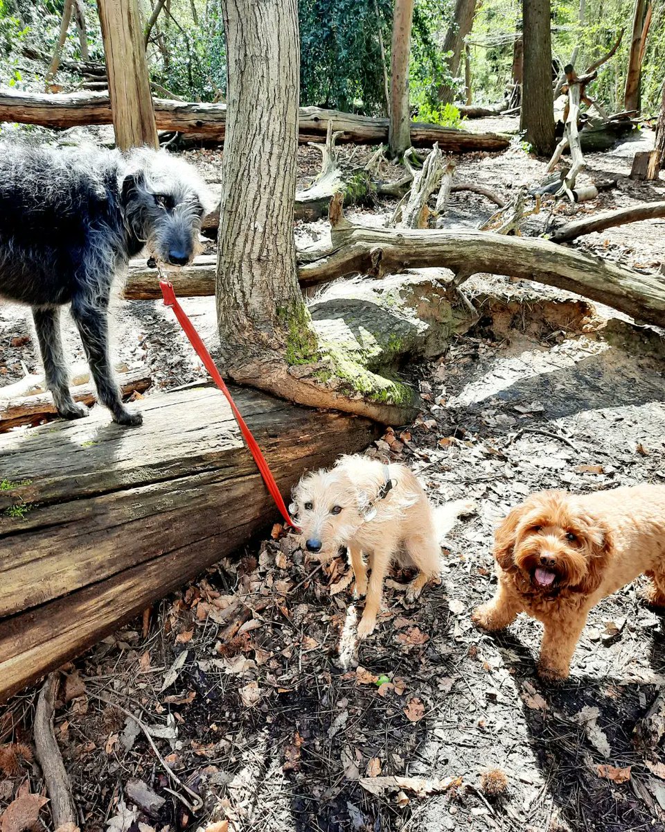 Katie's Paws and Chores tweet media