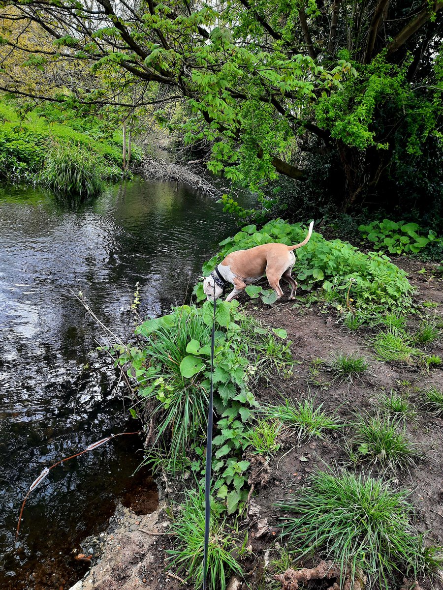 Katie's Paws and Chores tweet media