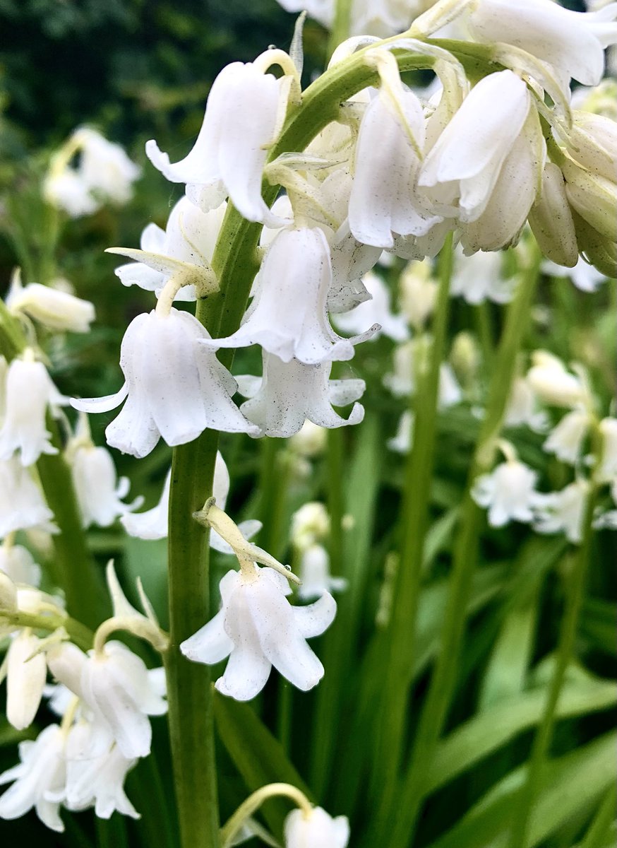 JacquelineFBaro's tweet photo. White Bluebells! So pretty and growing in the city grass verges #bluebells #whitebluebells One from my walk today. Kingston upon Hull ๐๐ค๐ฟ https://t.co/h8gIAGSP6s
