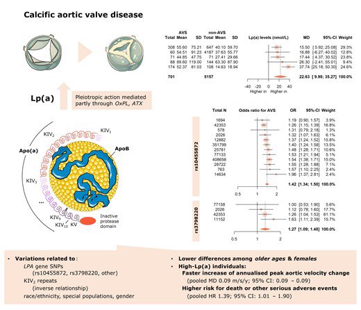 Ed_Alania's tweet photo. 🟡 Lipoprotein(a) &amp; calcific aortic valve disease initiation and progression @ESC_Journals #CardioEd #Cardiology #CardioTwitter https://t.co/rjaT7szymy