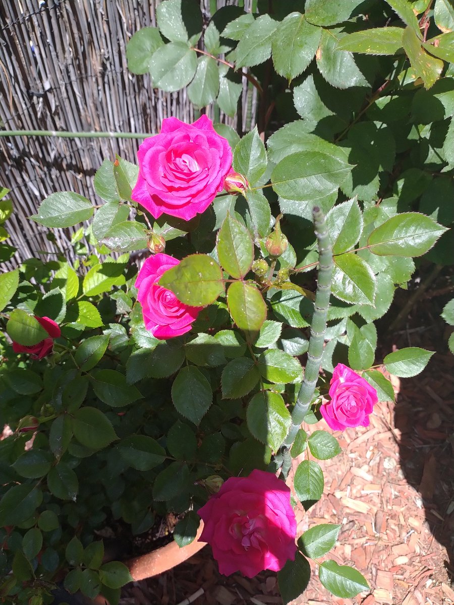 YahshuasT's tweet image. Spring has finally SPRUNG!! 
☀️💖😎🌺🌹💖☀️

#FirstFruits
#Blooming 
#HalleluYAH 

Ps 150:6 Let everything that has breath, praise the LORD ELOHIM

Rom 1:20 For since the creation of the world His invisible attributes are clearly seen, being understood by the things that are made