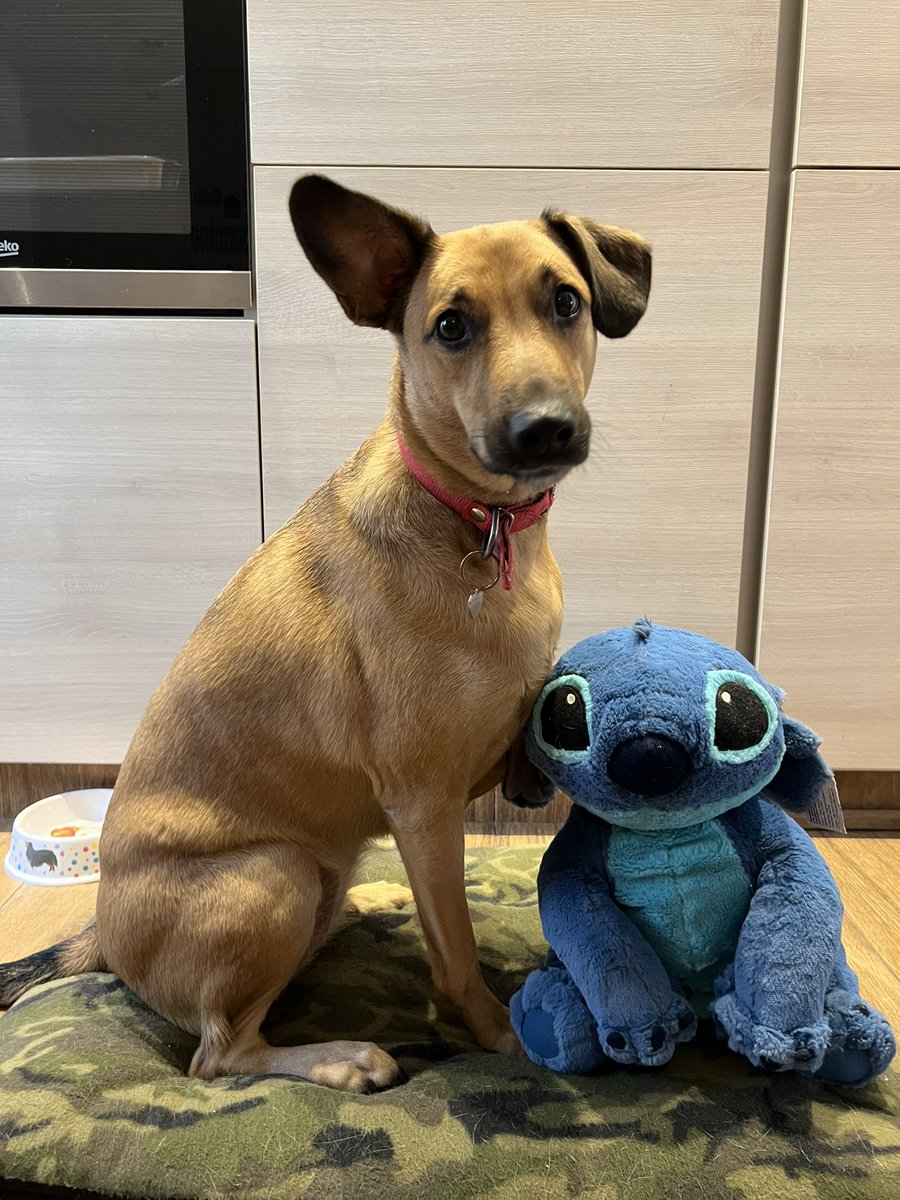 viqlopez's tweet photo. Lilo &amp; Stitch. junio 2020 - julio 2020 - agosto 2020 - abril 2023  💙 https://t.co/nQOopjXYpC