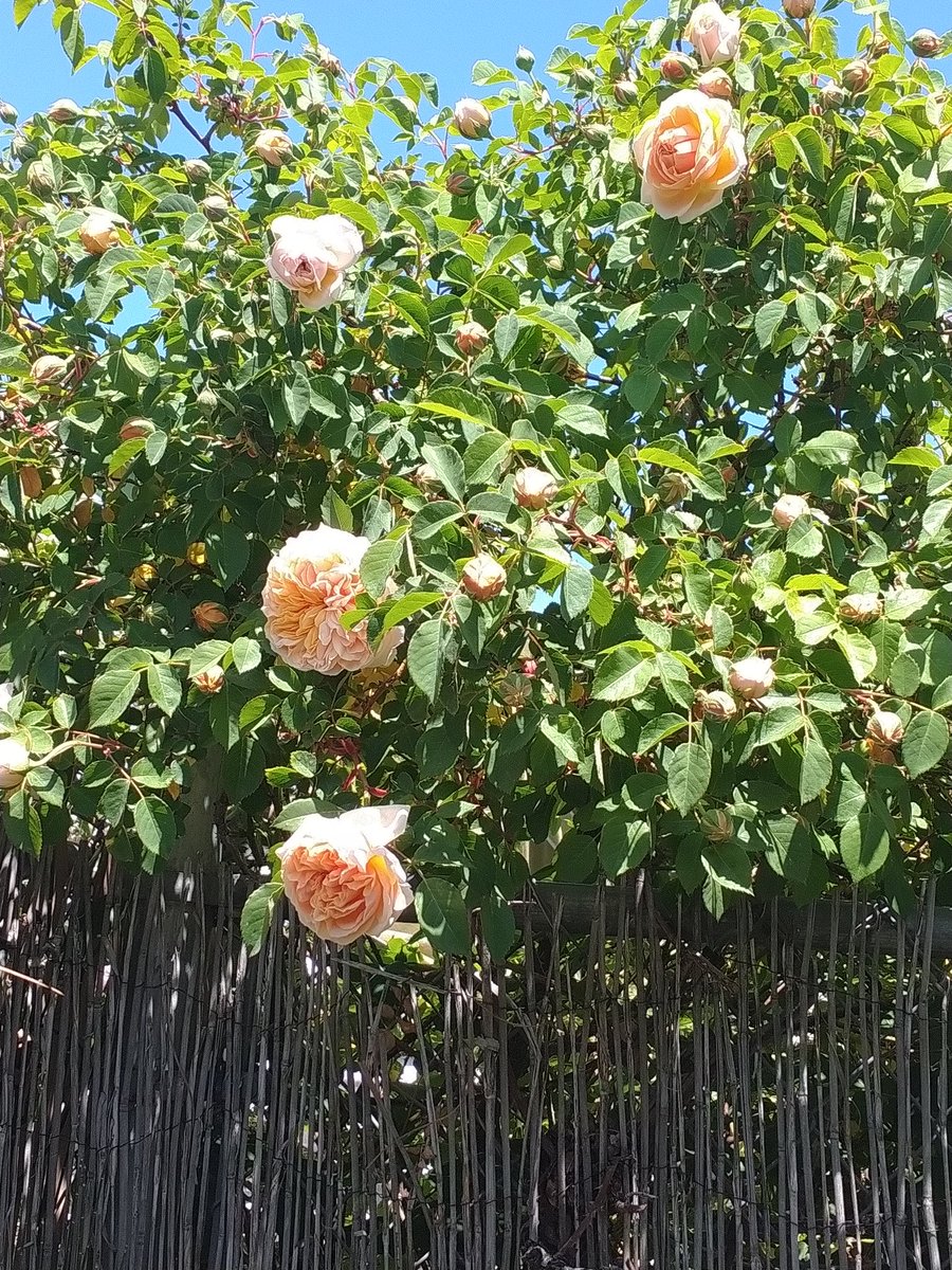 YahshuasT's tweet image. Spring has finally SPRUNG!! 
☀️💖😎🌺🌹💖☀️

#FirstFruits
#Blooming 
#HalleluYAH 

Ps 150:6 Let everything that has breath, praise the LORD ELOHIM

Rom 1:20 For since the creation of the world His invisible attributes are clearly seen, being understood by the things that are made