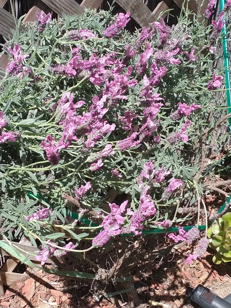 YahshuasT's tweet image. Spring has finally SPRUNG!! 
☀️💖😎🌺🌹💖☀️

#FirstFruits
#Blooming 
#HalleluYAH 

Ps 150:6 Let everything that has breath, praise the LORD ELOHIM

Rom 1:20 For since the creation of the world His invisible attributes are clearly seen, being understood by the things that are made