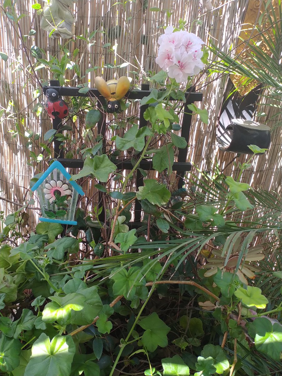 YahshuasT's tweet image. Spring has finally SPRUNG!! 
☀️💖😎🌺🌹💖☀️

#FirstFruits
#Blooming 
#HalleluYAH 

Ps 150:6 Let everything that has breath, praise the LORD ELOHIM

Rom 1:20 For since the creation of the world His invisible attributes are clearly seen, being understood by the things that are made