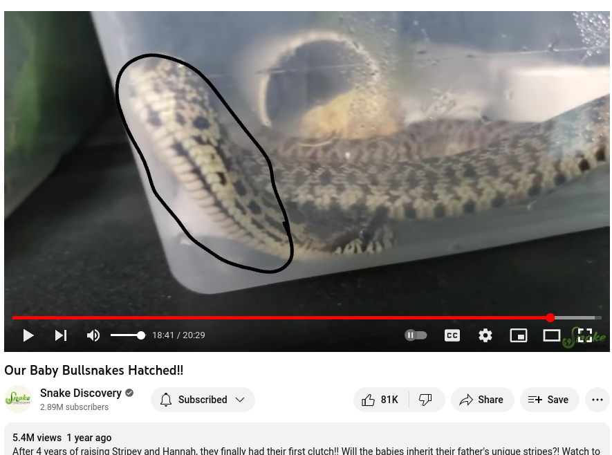 CherishKirk07's tweet photo. @SnakeDiscovery part 4 of stripyl take time thanks i love ur shows i love y'all keep it up. and my name is cherish btw. LOVE YOU GUYS. and here is the pics of the strip i saw on one of the snakes. and please can u give me a shot out please and thank you https://t.co/2dL1rKCFtX