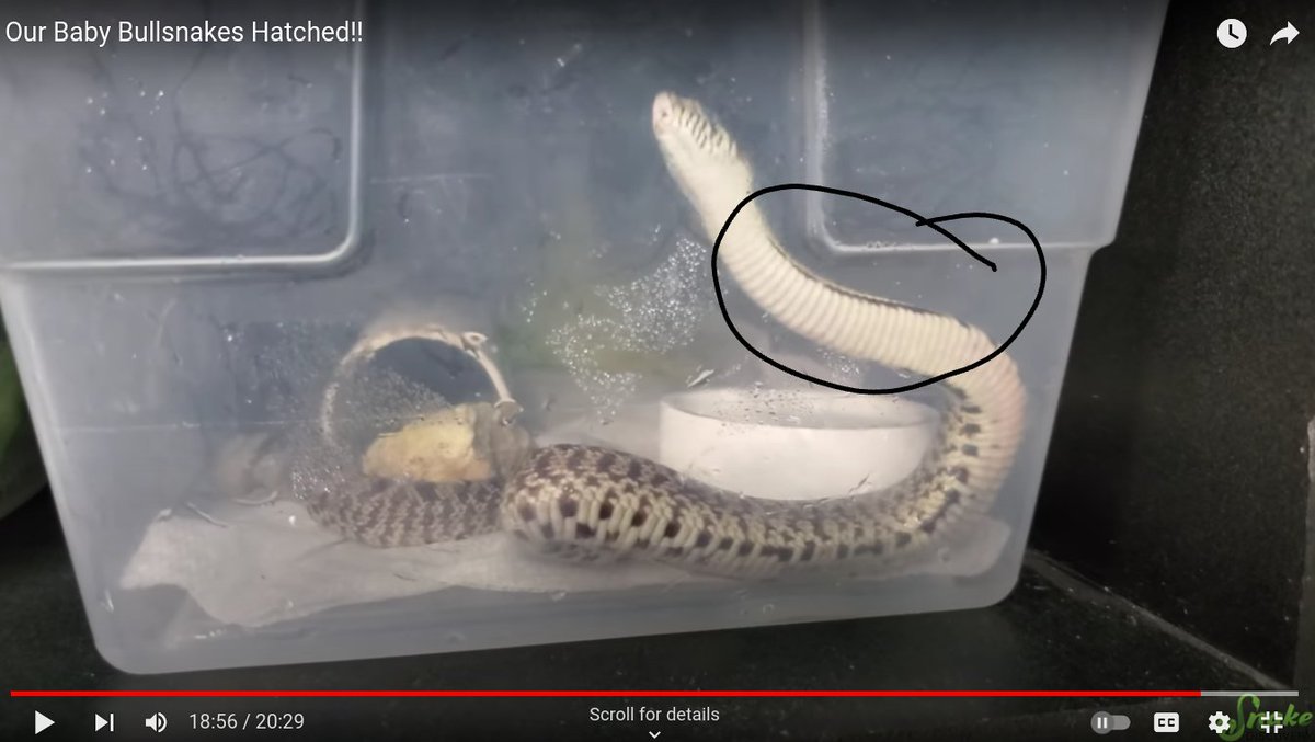 CherishKirk07's tweet photo. @SnakeDiscovery part 4 of stripyl take time thanks i love ur shows i love y'all keep it up. and my name is cherish btw. LOVE YOU GUYS. and here is the pics of the strip i saw on one of the snakes. and please can u give me a shot out please and thank you https://t.co/2dL1rKCFtX