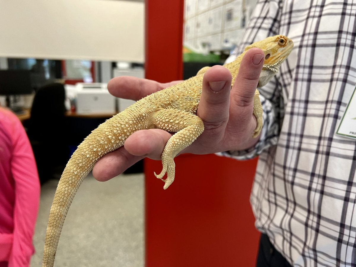 Lovely visit and artwork <a href="/QueenE_PS/">QueenElizabethPS</a> and meeting Leo, the bearded dragon! @RCDSB