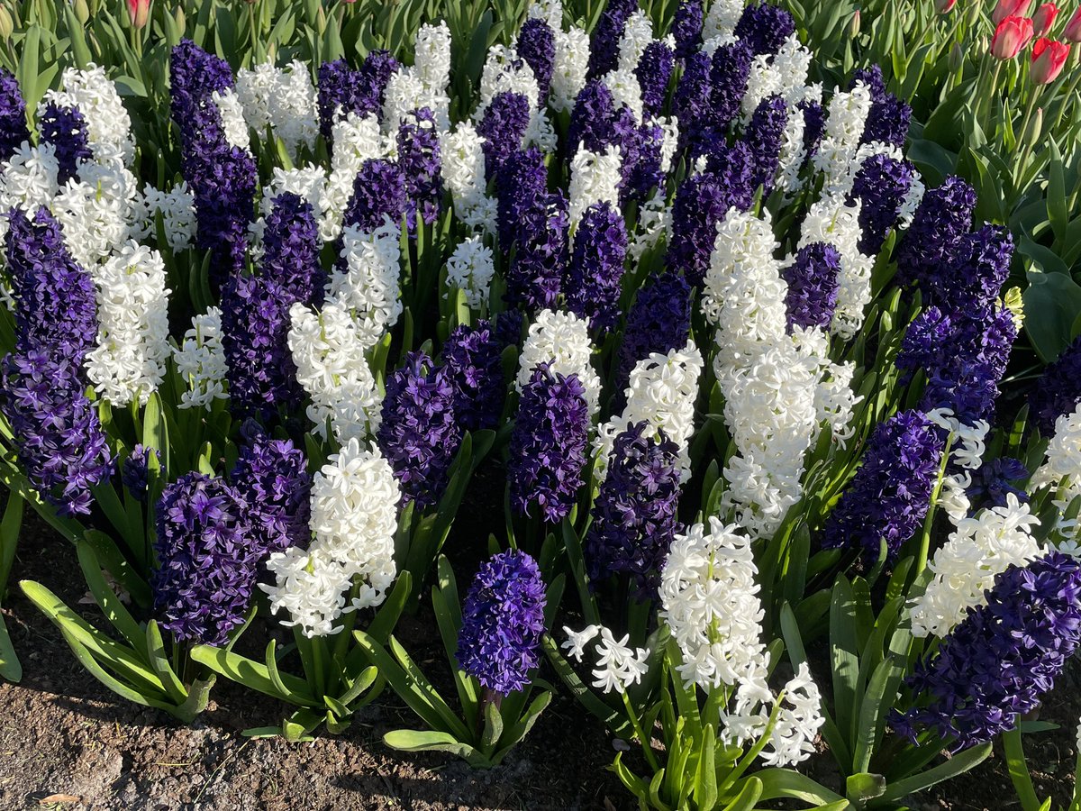 BootCoUK's tweet photo. Admiring the fabulous floral display, that is the world famous Keukenhof Gardens https://t.co/jTCEWupux9