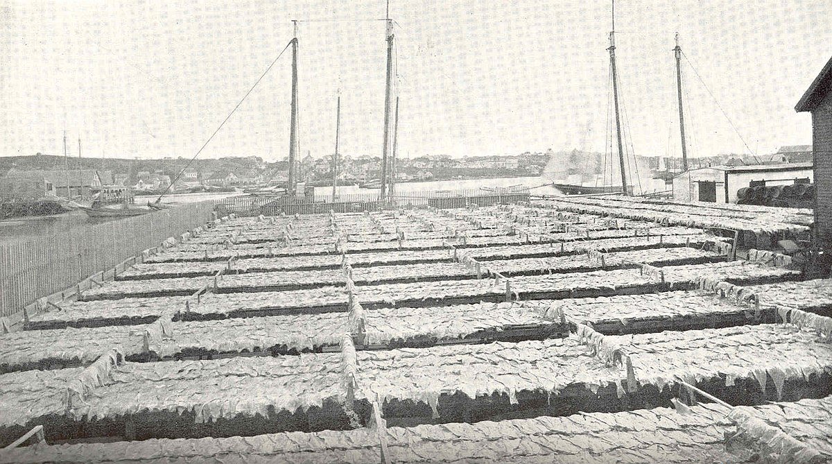 PMonty18's tweet photo. Picture of the on shore drying #Cod in Flake Yard at #Gloucester #Massachusetts #UnitedStates in 1899.#Gloucester started 1623 as a permanent fishing outpost in the area. However it was home of #Agawam were an Algonquian Native American peoples.
#FishArchitecture https://t.co/07iDGhLayc