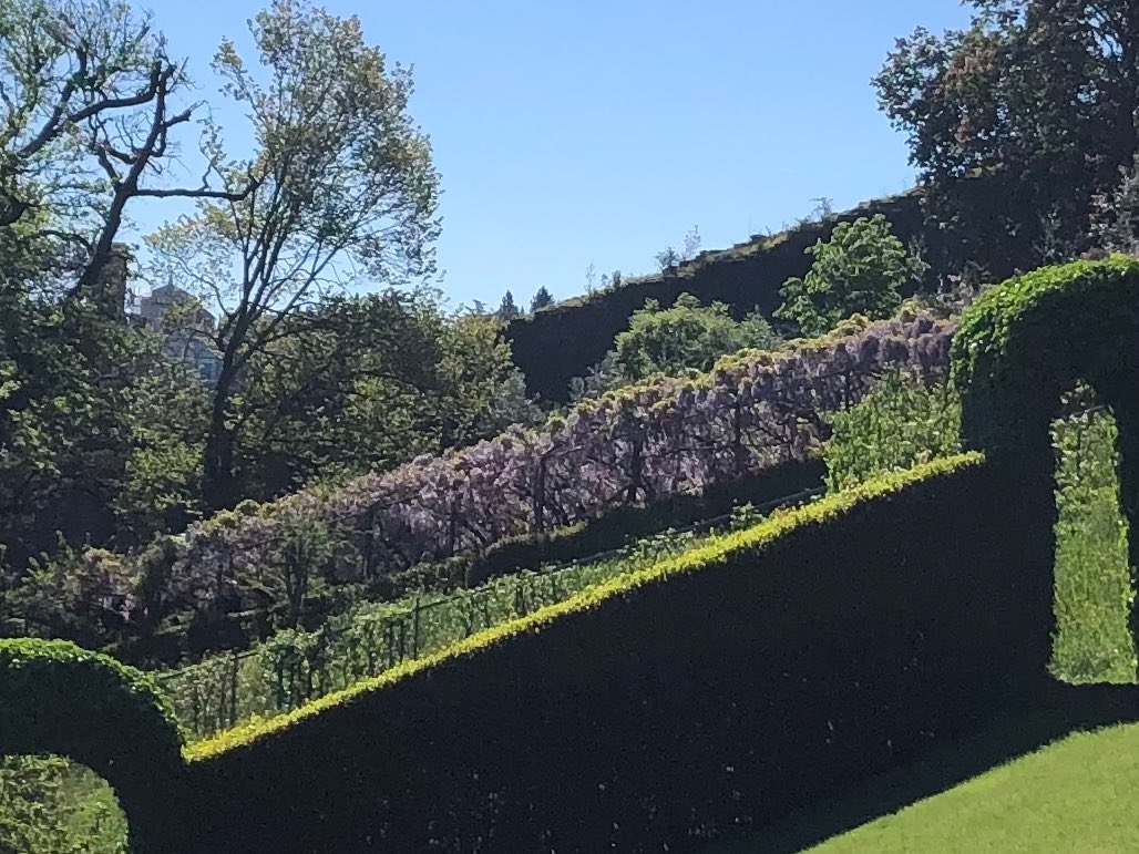SmileFirenze's tweet photo. バルディーニ庭園の藤棚。
タイミングが難しいですが、
これを見ない事には、
春を感じる事が出来ません。 https://t.co/C5AkNcZBM8