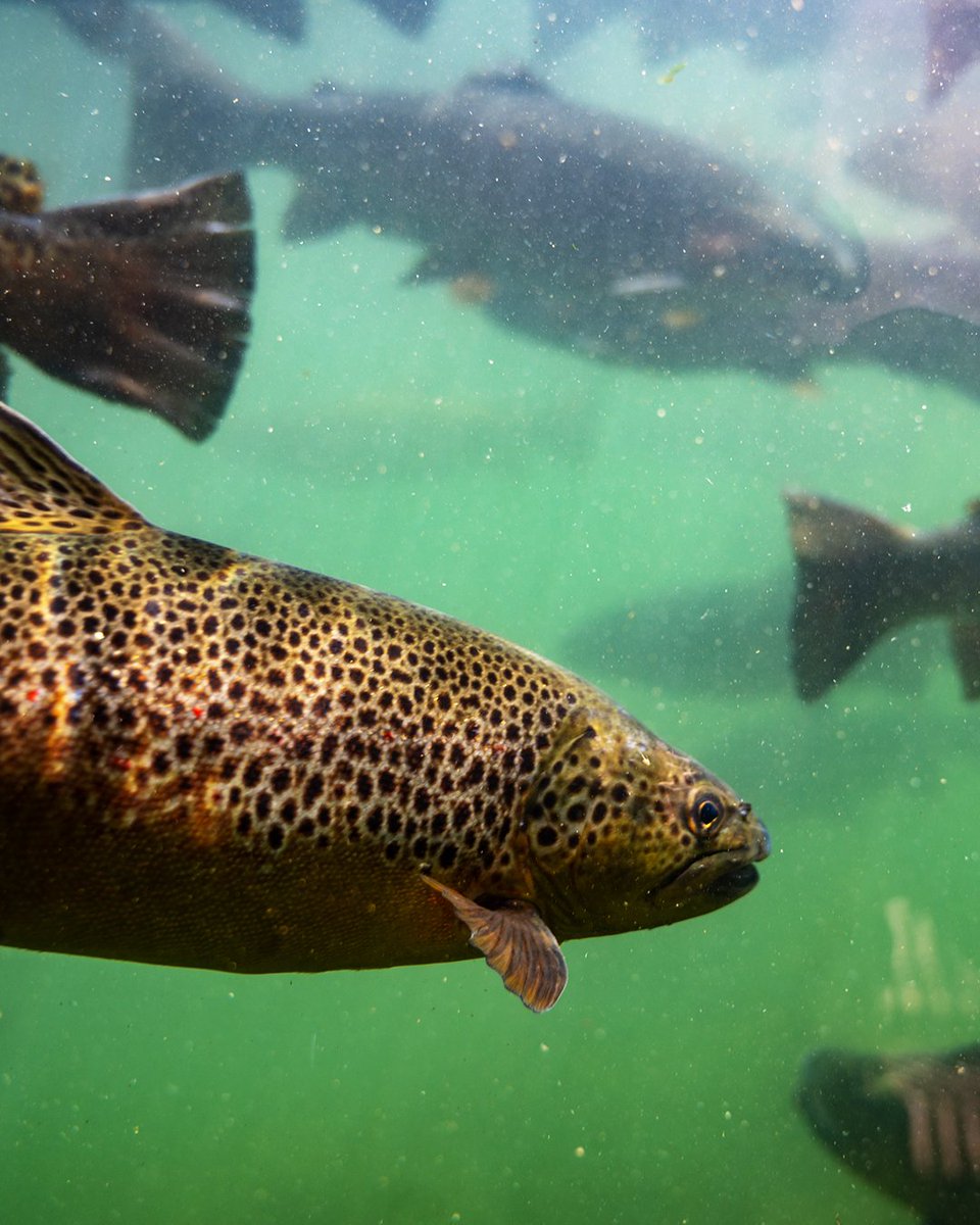 New #aquaculture research aims to reduce losses of #rainbowtrout in US #hatcheries. Innovative techniques to improve #fish health and welfare are being developed to address challenges in the rainbow #trout production industry.

Read more from <a href="/USDA_NIFA/">NIFA</a>.