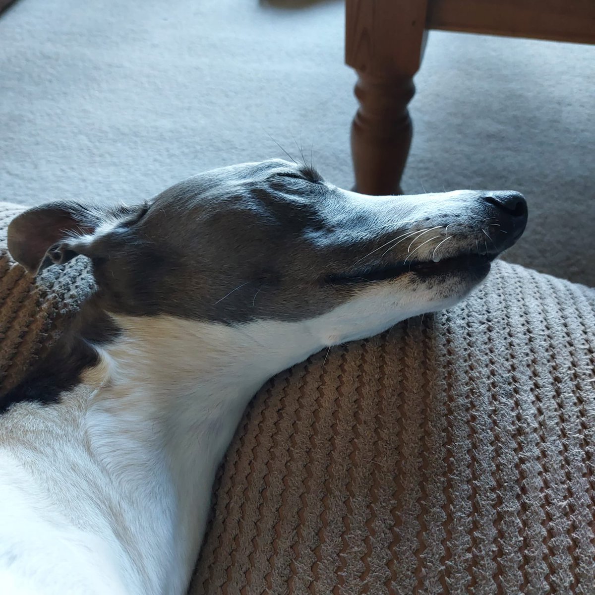 Very busy day! Exhausted little whippet!