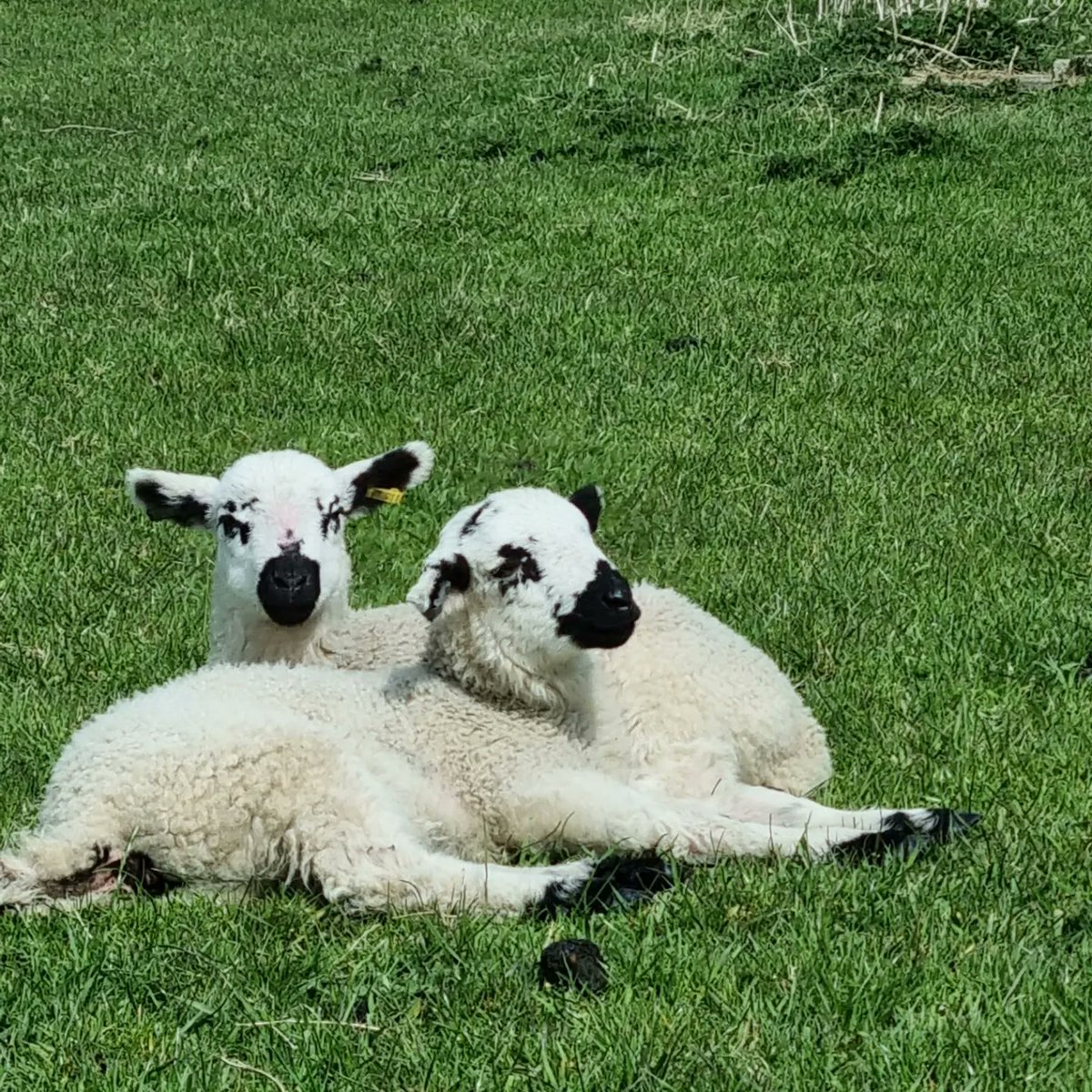 *Started off the day with a ☕️ morning with a local group to discuss <a href="/NFCC_FireChiefs/">National Fire Chiefs Council</a> Safer Lincs referral programme

*🚑 <a href="/YASCFR/">YAS CFRs</a> 
Recieved 2 back to back Ambulance call outs 

* 🚔 Then assisted <a href="/NYorksPolice/">North Yorkshire Police</a> Rural Task Force with a job

No 📸 so hear are some spring lambs