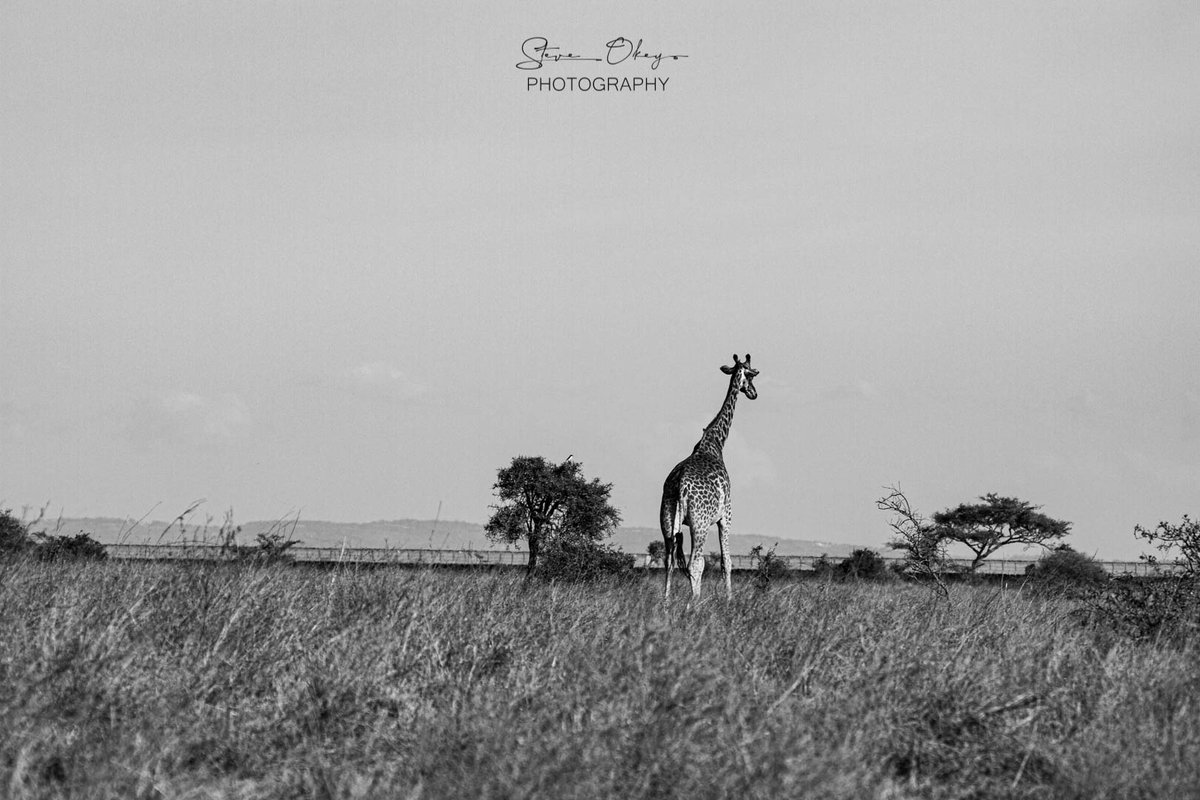 #naturephotography #nature #wildlifephotography #wildlife #natgeoyourshot #canonphotography #canon70d #nairobi #tembeakenya #magicalkenya #girraffe #safari #africa #blackandwhitephotography
@kenyawildlifeservice @bbcwildlifemagazine @natgeoyourshot @raw_africa