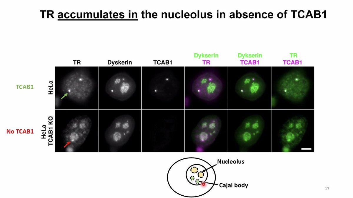 Congrats to our new @CPathIG President, Dr. <a href="/al_masraf/">Basma Masraf Klump</a> on her dissertation about Telomerase. So #DOProud of you! Your future is bright in pathology. #PathTwitter #path2path #pathmatch2025 <a href="/MSU_Osteopathic/">MSU College of Osteopathic Medicine</a> <a href="/MSU_DOPhD/">MSU DO-PhD</a>