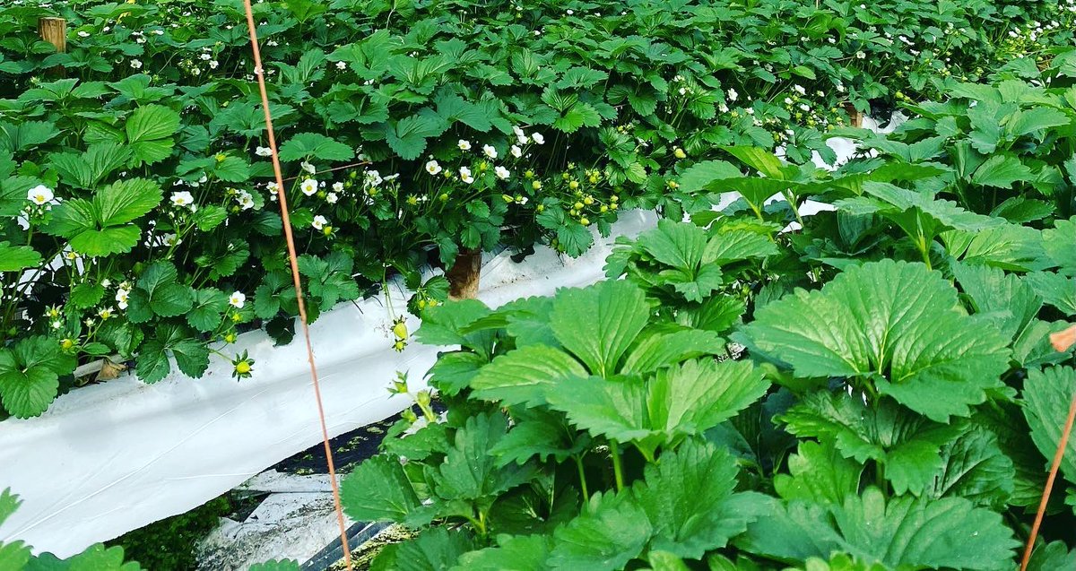 MarkDBirchall's tweet image. Green strawberries with sweet cicely and cream cheese. 

Strawberries from one of our top growers and sweet cicely from our garden. 

@restmoorhall 

#restaurantmoorhall  #MICHELINGUIDEGBI  #Lancashire #food #foodphotograpy
#theartofplating #foodgram #provenance #strawberry
