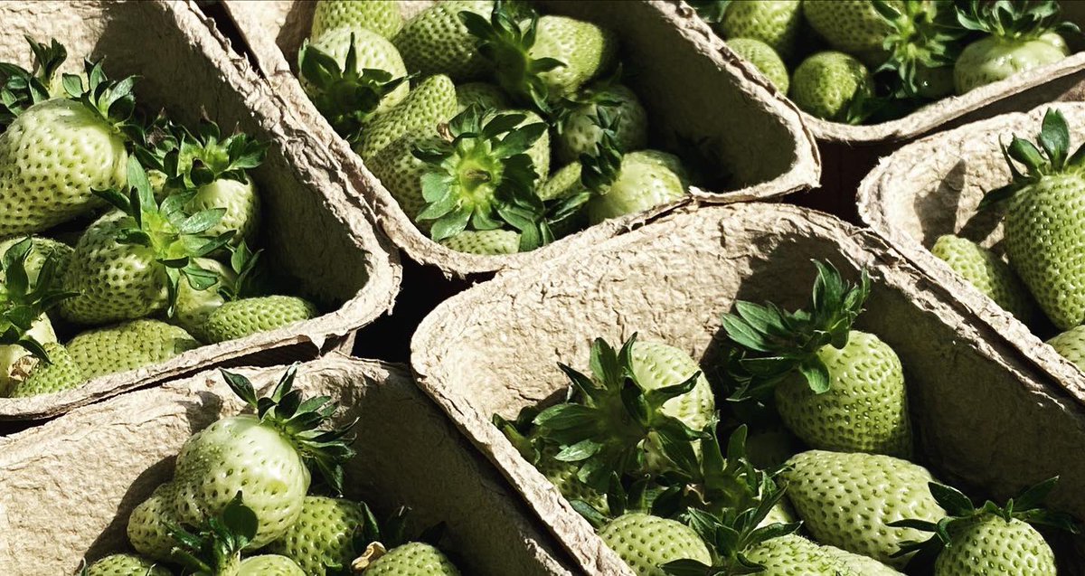 MarkDBirchall's tweet image. Green strawberries with sweet cicely and cream cheese. 

Strawberries from one of our top growers and sweet cicely from our garden. 

@restmoorhall 

#restaurantmoorhall  #MICHELINGUIDEGBI  #Lancashire #food #foodphotograpy
#theartofplating #foodgram #provenance #strawberry