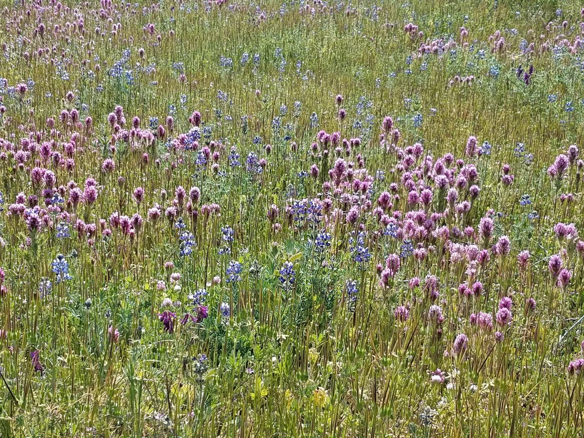 Your annual reminder that the #CityNatureChallenge starts tomorrow, and if you want the MOST species per unit area get to a native grassland!