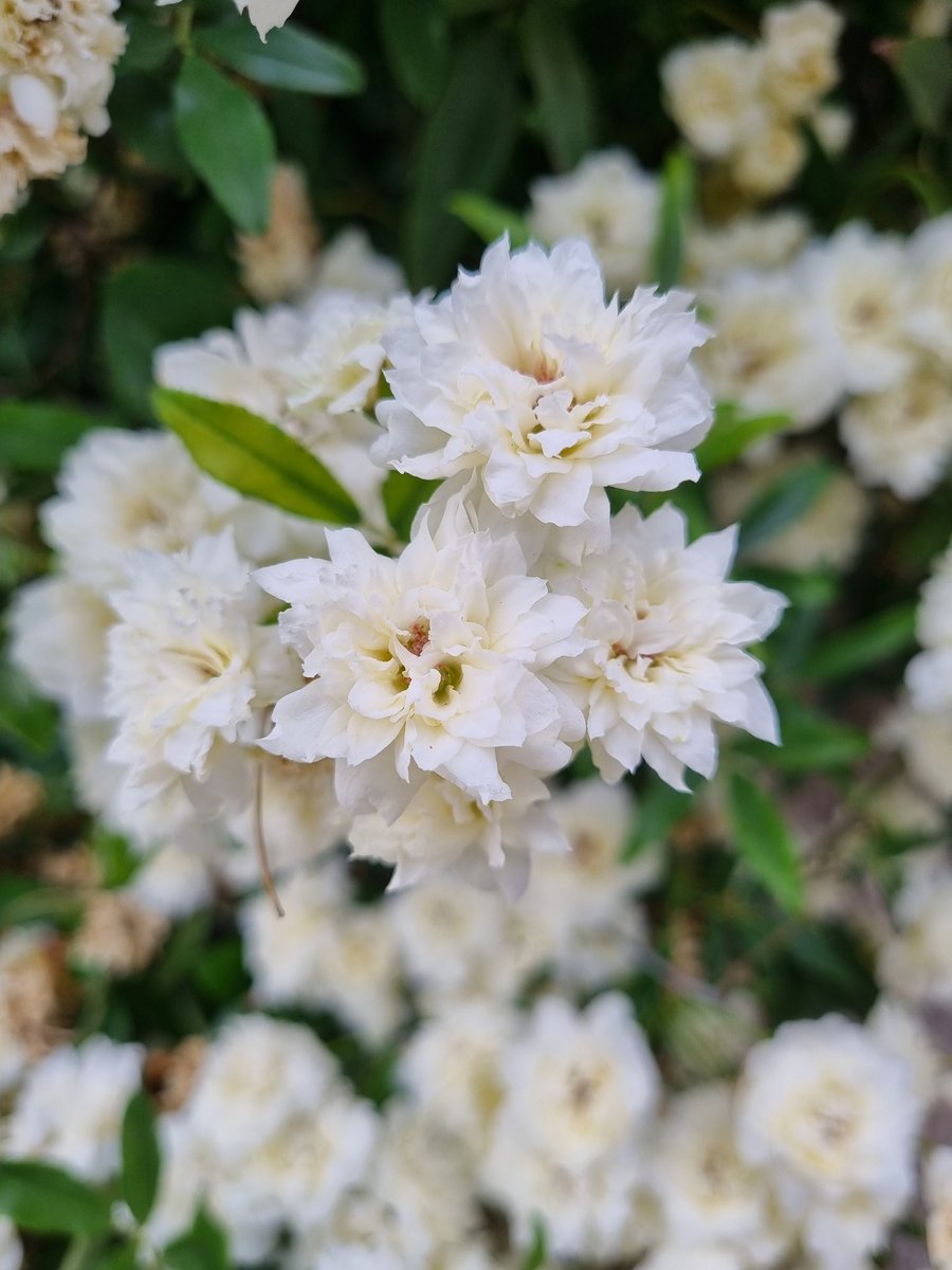 Drterrens tweet media