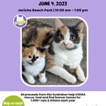 Photo by VOKRA - Vancouver Orphan Kitten Rescue Association (@VOKRAtweets)
