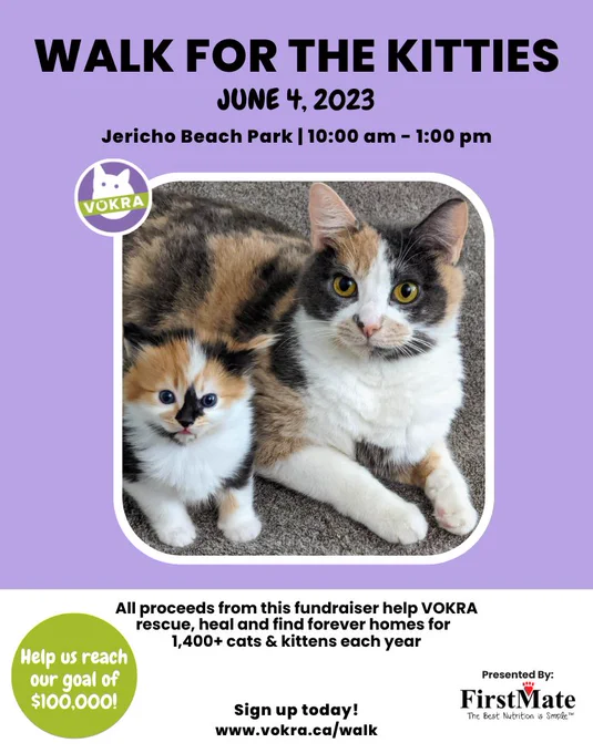 Image from VOKRA - Vancouver Orphan Kitten Rescue Association (@VOKRAtweets)