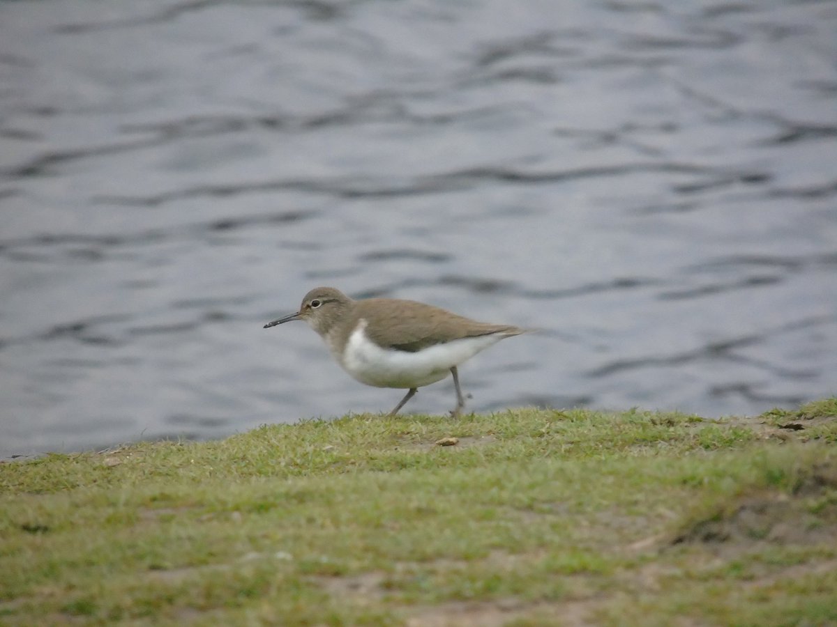 YorksBirder's tweet photo. Oystercatcher, Siskin, Sandpiper and Robin all taken at a local reservoir #holmfirth #birdphotography #birds #ukbird #holmfirthwildlife #wildlife #wildlifephotography #huddsbwc #yorkshir #yorkshirewildlife #yorks #yorkswildlife https://t.co/W7uCnYbNFy