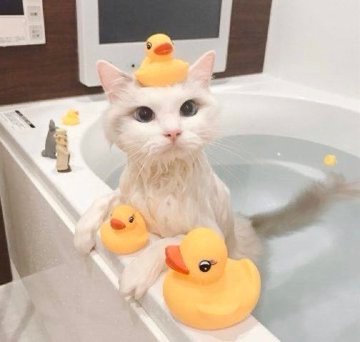 cats with powerful impression 🐾 tweet media