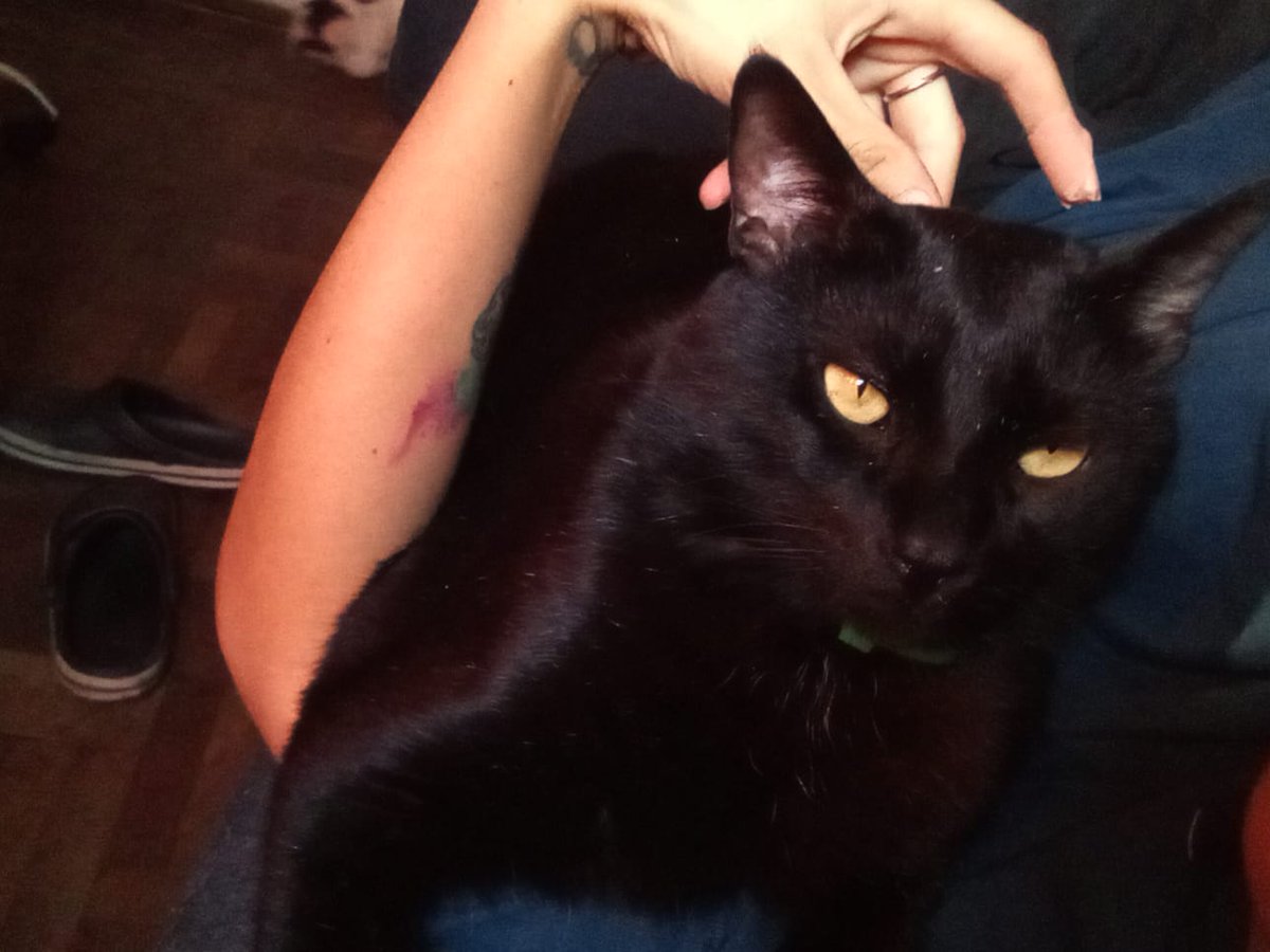 Monkey_ACDC's tweet photo. @ile0719 Mi gato se llama Mollo, en esa foto esta con mi novia, a mi me despierta todos los dias a las 4 para que le de comer jajajaj no zafo un dia https://t.co/Ua2ityEbaG