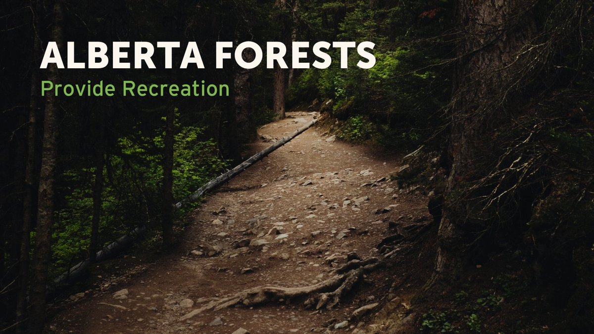 albertaforests's tweet image. Happy #AlbertaForestWeek ! Join us as we highlight a few ways #forests affect our lives. They provide clean air and recreation opportunities. There is no better feeling than exploring AB's scenic views. While we #exploreAB, we breathe clean #oxygen provided by the #trees. 💚🌳🌬️